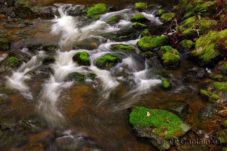 Creek at Muir Woods